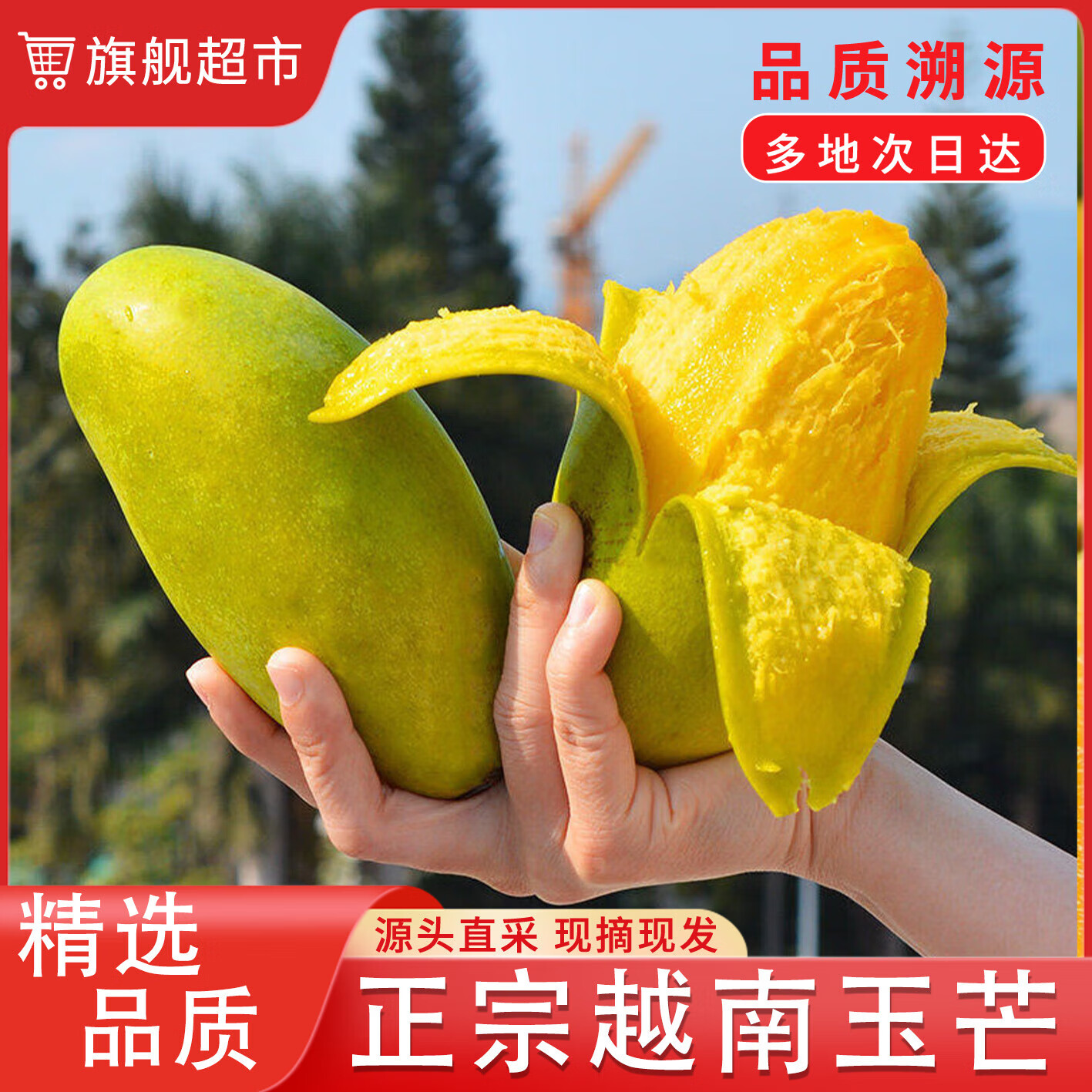 树悦 越南玉芒青皮大芒果应季新鲜水果甜心大青芒果 4.5斤单果200-400g