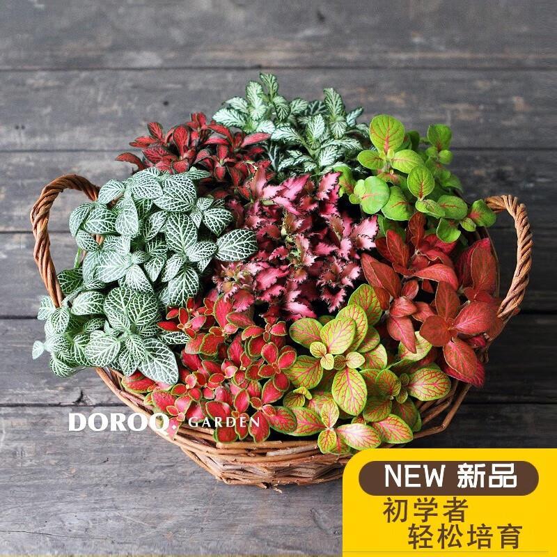 網(wǎng)紋草室內(nèi)觀(guān)葉植物擺放面綠植彩葉迷你耐半陰【耐熱耐濕】四季好 不同顏色2盆