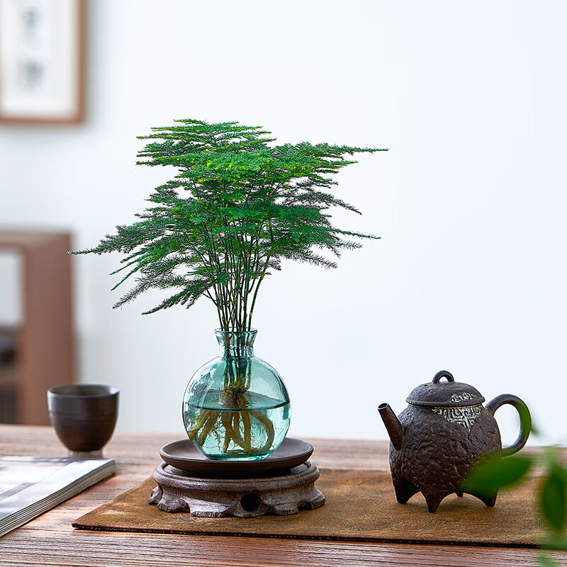 水培植物文竹盆栽室内懒人好养四季常青办公室茶桌办公桌花卉绿植 文竹+圆筒杯+圆塑托