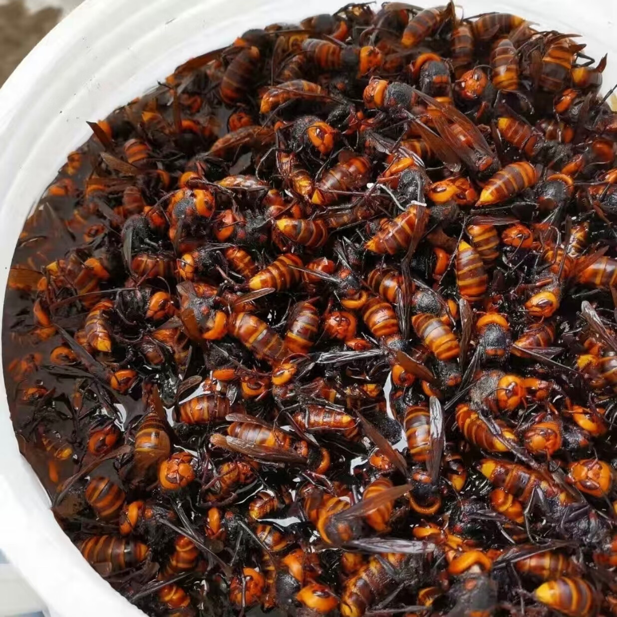 大虎头蜂活泡酒,马蜂,野生胡峰,活蜂泡酒野生金环虎头蜂 红娘虎头蜂