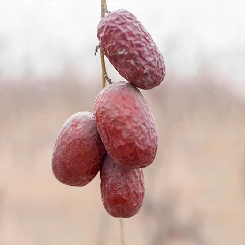 枣红栆杞新疆若羌灰枣红枣2025新货红枣原粒休闲零食干果泡水煮粥补气血  原生态特级灰枣2斤【新疆直发】