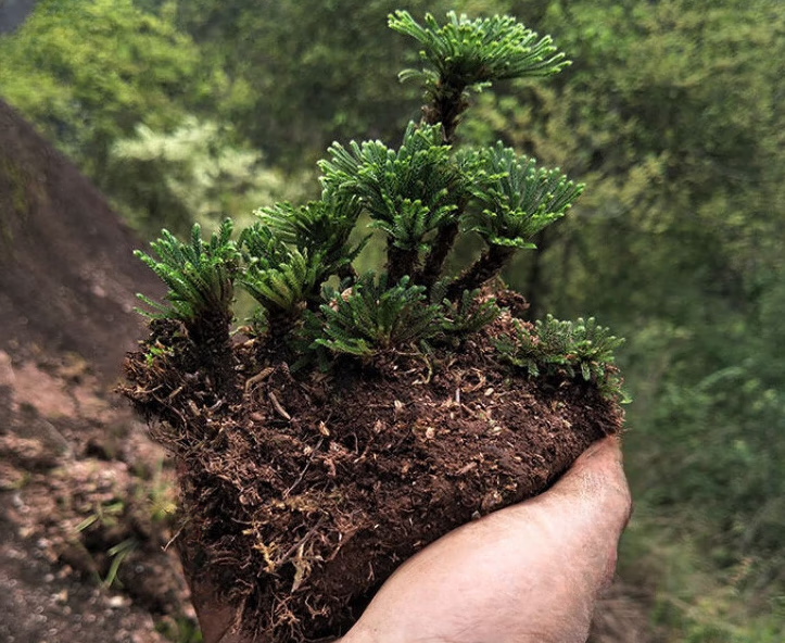 山头林村野生卷柏盆栽九死还魂草小盆栽植物迷你绿叶植物四季常青 5株一窝带原土发货(易活) 下单