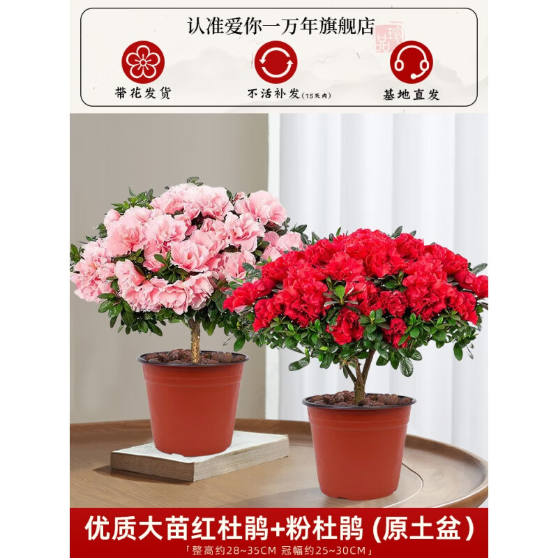 杜鹃花盆栽四季开花带花苞过年花卉室内植物花好养活阳台鲜花绿植 【超值特惠】大苗红杜鹃+粉杜鹃+送肥料(不含盆)【 带盆栽好