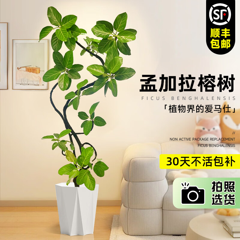 ���ڲ��������������ϼ��������Դ�����ֲ�ƽ��Ÿ�ɽ�������ڿ��������Ƥ����� 1.6-1.8�� �ϼ�����+��ʯ��֬��