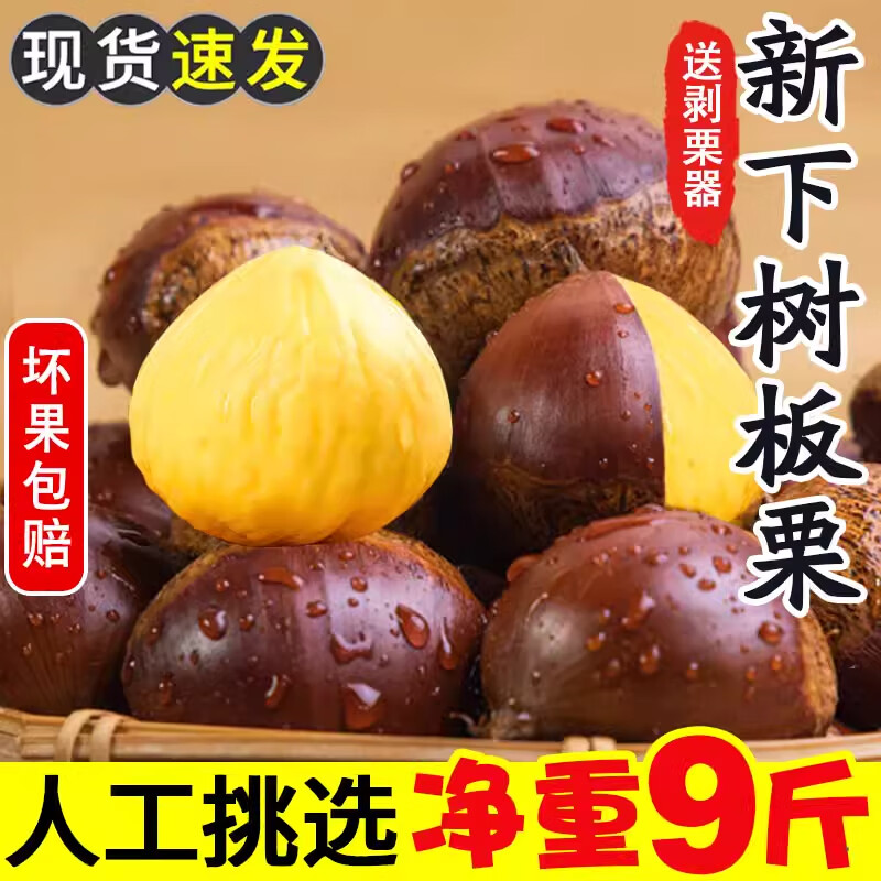 鲜级佳新鲜丹东生板栗当季东北鲜栗野生锥栗大果甜糯毛栗子现摘蔬菜包邮 10年老树 超糯甜 净重4.8斤