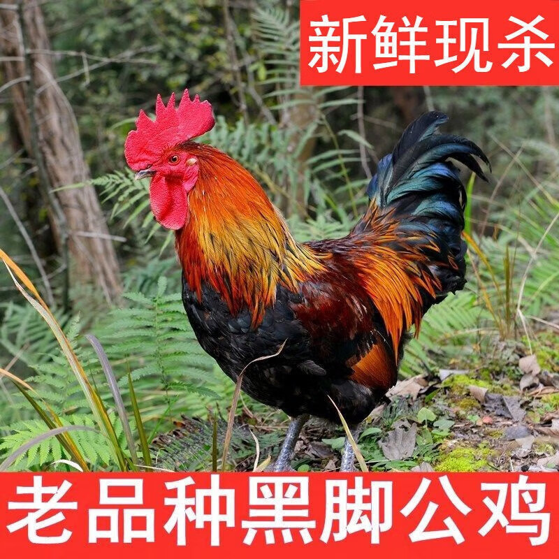 新鲜宰杀跑山鸡 正宗土鸡走地鸡整只4-5斤 现杀散养黑爪黑脚大公鸡
