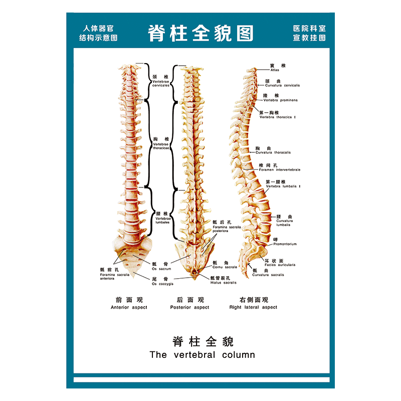 医院科室宣教挂图人体结构示意图器官解剖图全身骨骼图宣传画墙贴画