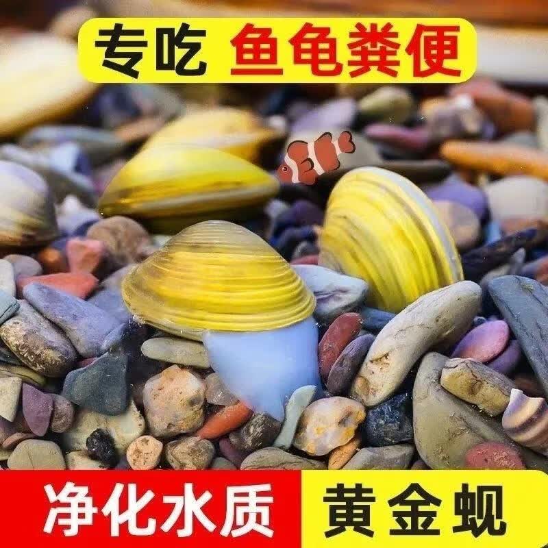 黄金蚬专吃鱼屎粪便鱼缸观赏清洁工具螺净化水质冷水观赏黄金河蚌 11颗送3颗【净水，观赏，除藻】