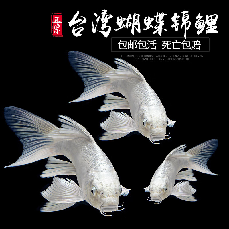 观赏鱼淡水长尾白金龙凤淡水鱼好养耐活水族鱼幼苗 8-10cm蝴蝶白金2条