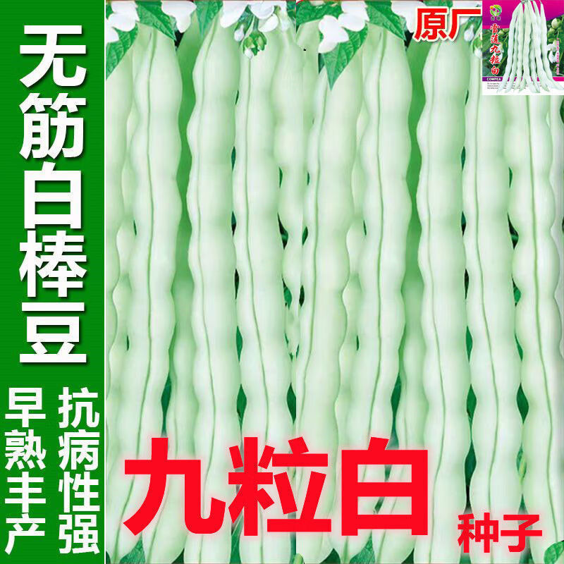無筋白棒豆種籽九粒白四季豆早熟白蕓豆肉豆春夏秋南方蔬菜種子孑 九粒白種子 五包約100粒