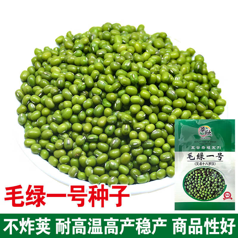 秋穎毛綠一號(hào)綠豆種子春播豆子種子早熟高產(chǎn)抗病好春季種子秋季菜園種 毛綠一號(hào)綠豆80克【發(fā)1袋】