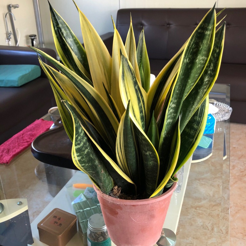 牧粮健黄金虎皮兰绿植室内盆栽大型客厅盆景新房植物 多芮蜜 五年老桩