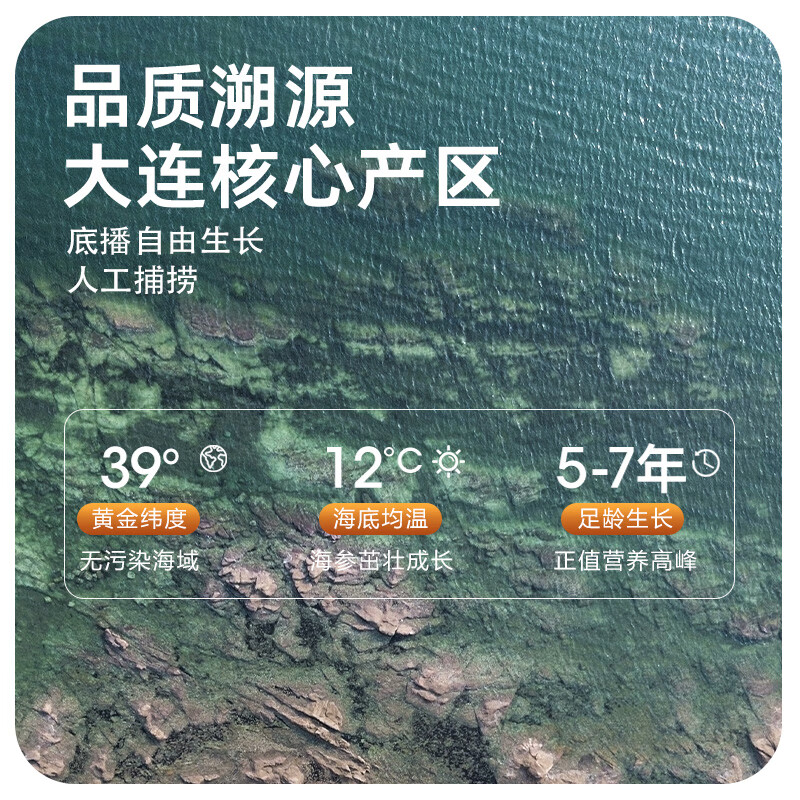 颐口福大连鲜食海参野生底播9A国产海参礼盒顺丰包邮海鲜水产礼盒礼品 1000g即食海参 (20-30只/斤)