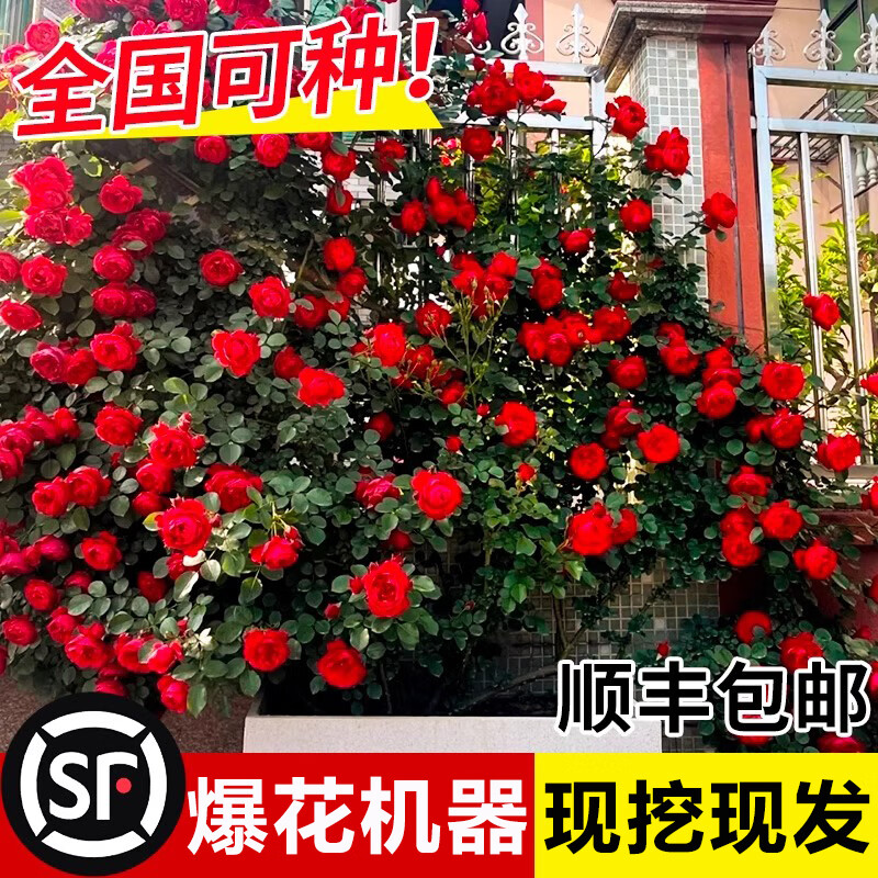 ��ʱ�� Ǿޱ�����ļ����������¼� �ش�ͥԺ�ٱ�ֲ�ﻨ��������̨õ�� 3��С�硾��10-20cm#Ʒ�������