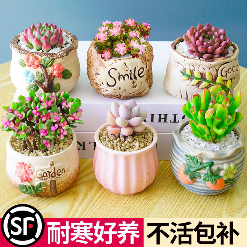 多肉植物組合室內(nèi)小盆栽玉露桃蛋帶陶瓷花盆土老樁高端仙人球綠植 吸財(cái)樹+D129 含盆
