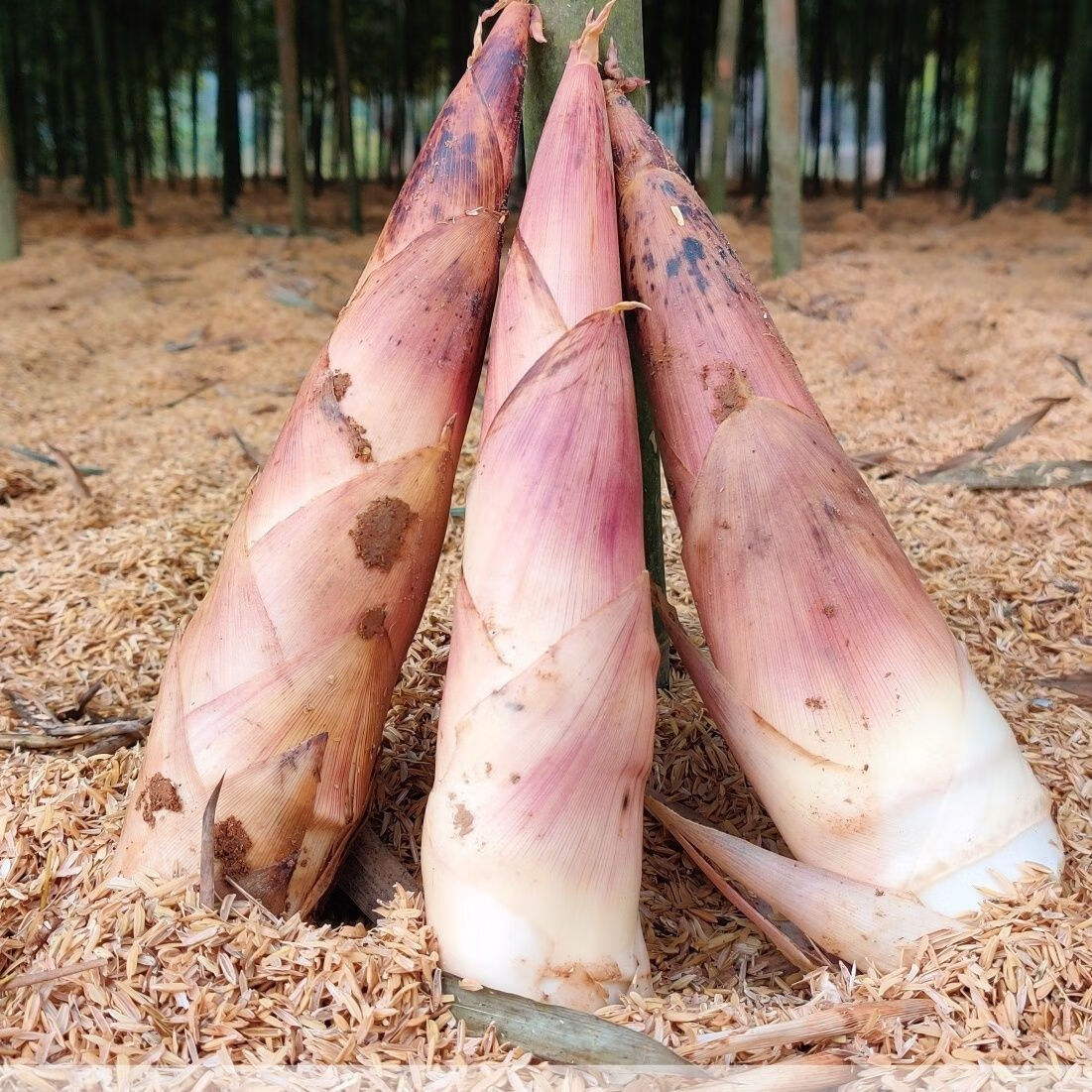顺丰到家 杭州发货新鲜雷竹笋现挖春笋冬笋雷笋野生高山蔬菜鲜笋 精品矮胖雷笋5斤 京东折扣/优惠券