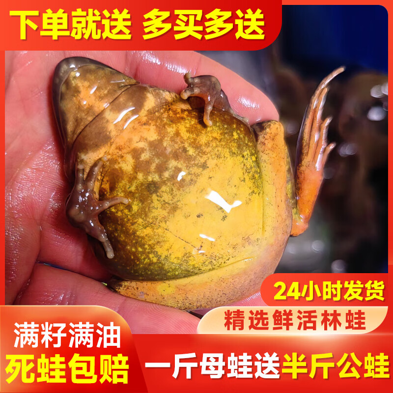 東北林蛙 雪蛤 母蛤蟆  母豹子 爆籽滿油  油籽分離 鮮活母林蛙【11-13只】/斤