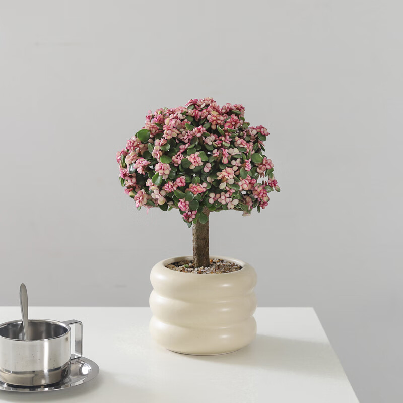 喜鵲說(shuō)花開(kāi)富貴金枝玉葉棒棒糖大老樁多肉植物盆栽室內(nèi)客廳花卉開(kāi)花綠植 金枝玉葉-奶油甜甜圈盆 帶盆栽好