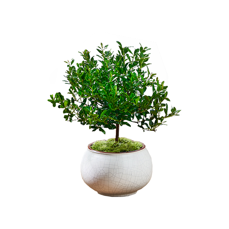 СҶ����辰��׮��������ֲ��ڼ�����칫����ֲ�ļ�����С���� СҶ���+�����ƽ����+Բ����