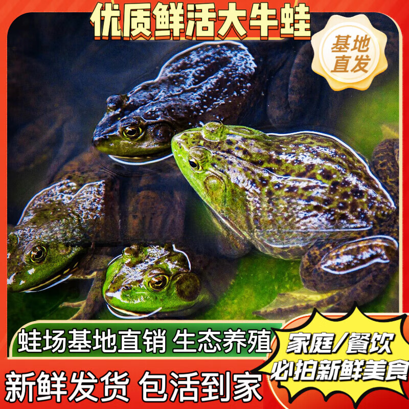活体发货特大新鲜活体牛蛙食用美国牛蛙养殖现捞现发包活到家 鲜活大