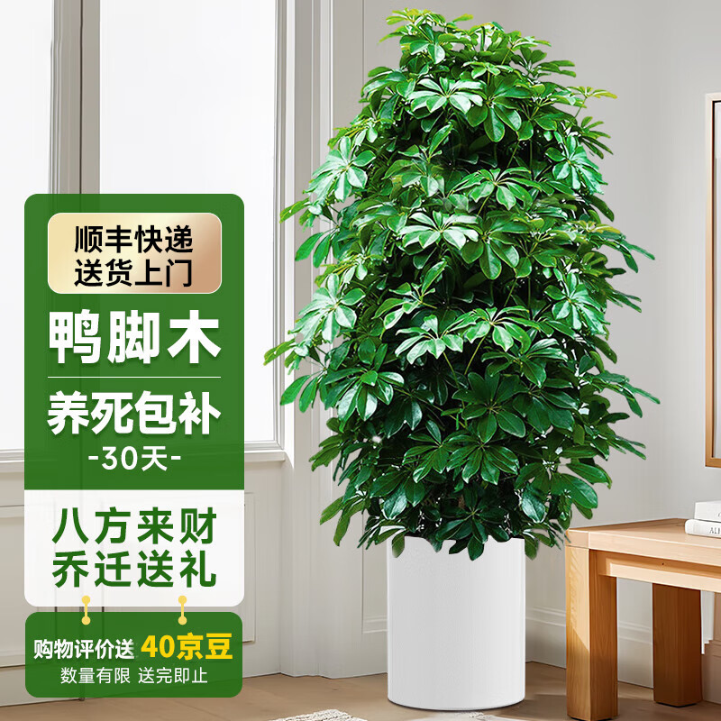 ���ڲ���������Ѽ��ľ�˷�������������ֲ�����Է������������ڻ����ļ�����ֲ�� ����Ѽ��ľ1-1.2��+ Բ����