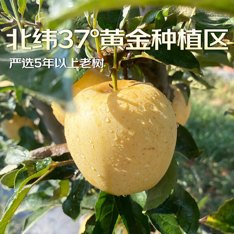 正宗山东维纳斯黄金苹果奶油水果苹果脆甜应季新鲜水果送人送礼 5斤家庭装【单果130g+】净4斤 绿色食品认证果园