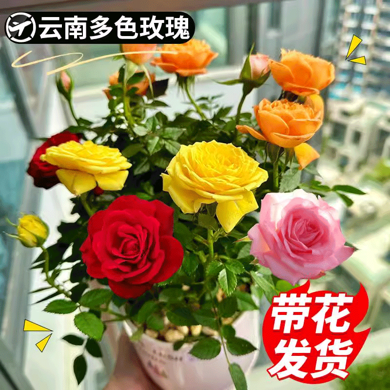 多色玫瑰花盆栽帶花苞樹苗月季特大花樹四季開花花卉室內(nèi)陽臺(tái)綠植 帶花壯苗 一盆保證3-5個(gè)顏色180#云南混色玫瑰