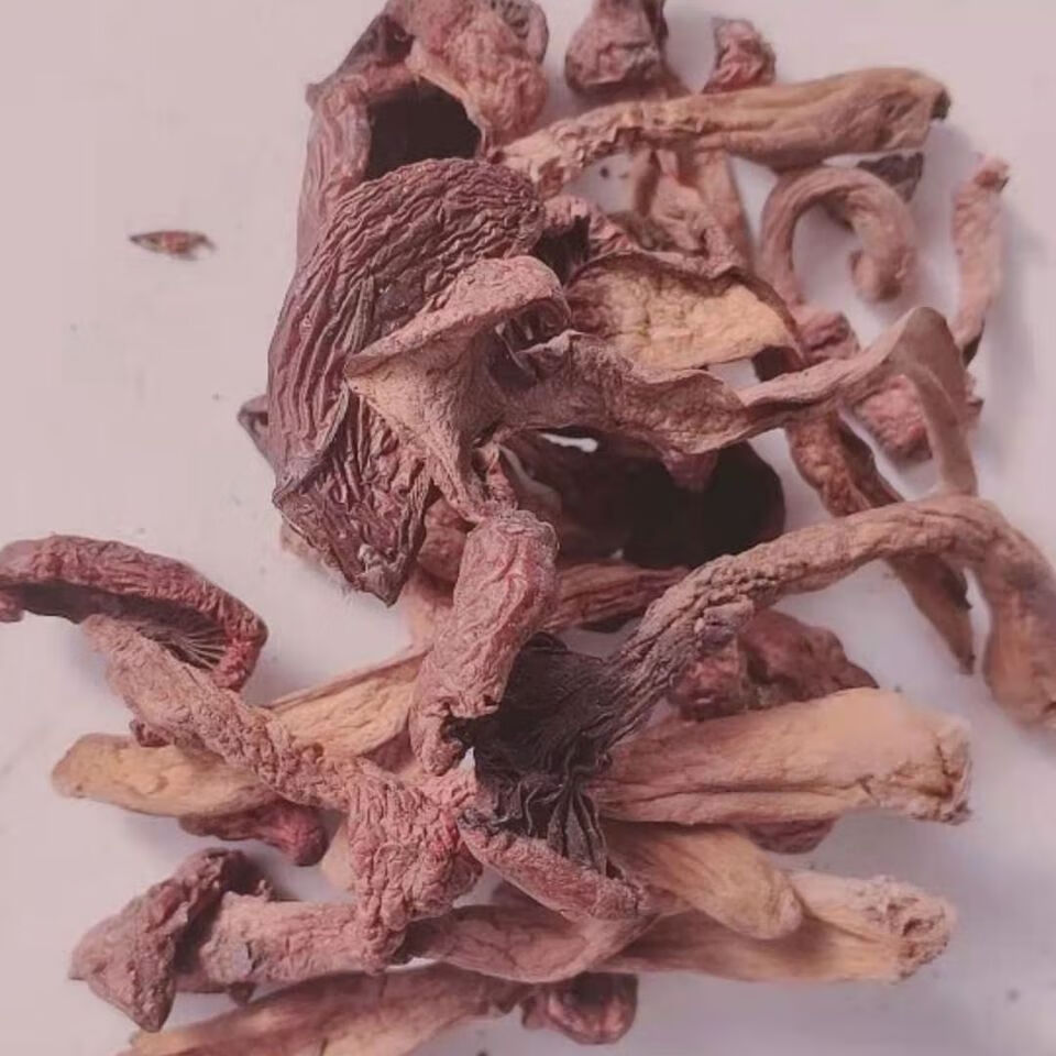 溪味道野生紅蘑丁松樹傘食用紅蘑菇原生態(tài)蘑菇干貨紅松松傘蘑東北松蘑 2024年好紅蘑一斤裝501點35