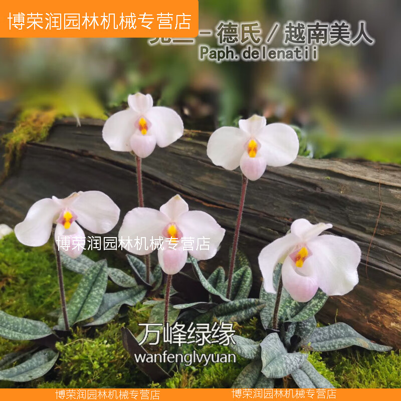 万峰绿缘兰花德氏 /越南美人兜兰 室内盆栽绿植名贵洋兰兰花的 升级