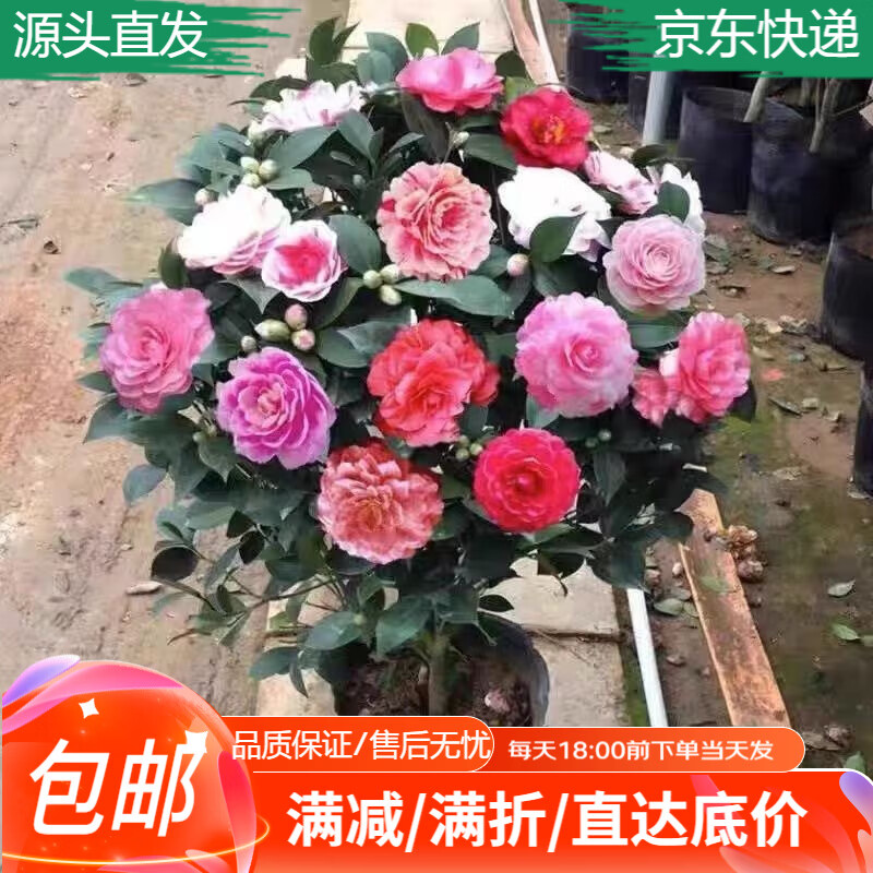 �����ɽ�軨���������ͺ���ֲ����ֲ��軨��1cm��1��1������Դͷֱ��