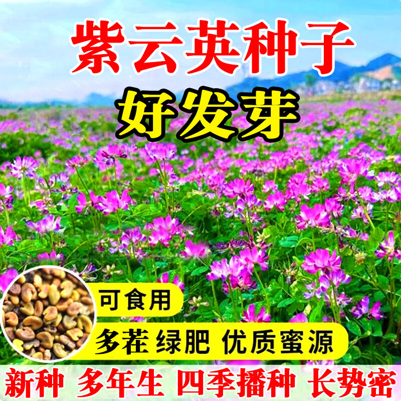 譽滿園紫云英種子綠肥種子紫云英草種籽養(yǎng)蜂蜜源紅花草籽紅花草種子果園 國產(chǎn)紫云英種子原包裝50斤