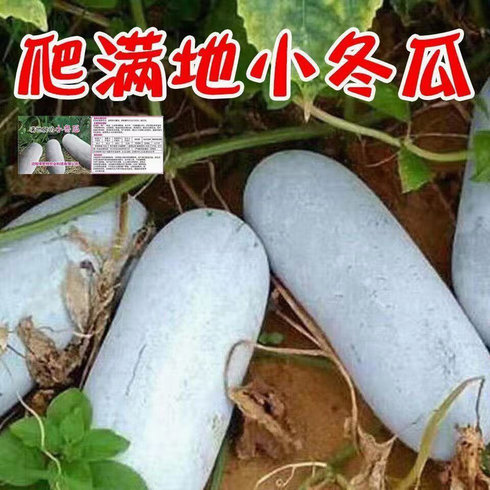 赤卉满地爬冬瓜种子冬瓜种子毛节瓜小冬瓜四季冬瓜子高产盆栽蔬菜种子 今年新籽-满地爬冬瓜种子2包