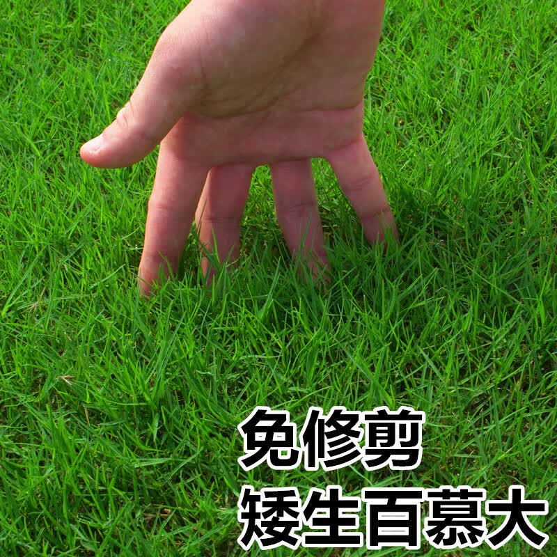 芷蕾矮生百慕大草籽四季常青耐践踏草皮草籽绿化草坪种子足球场草种籽