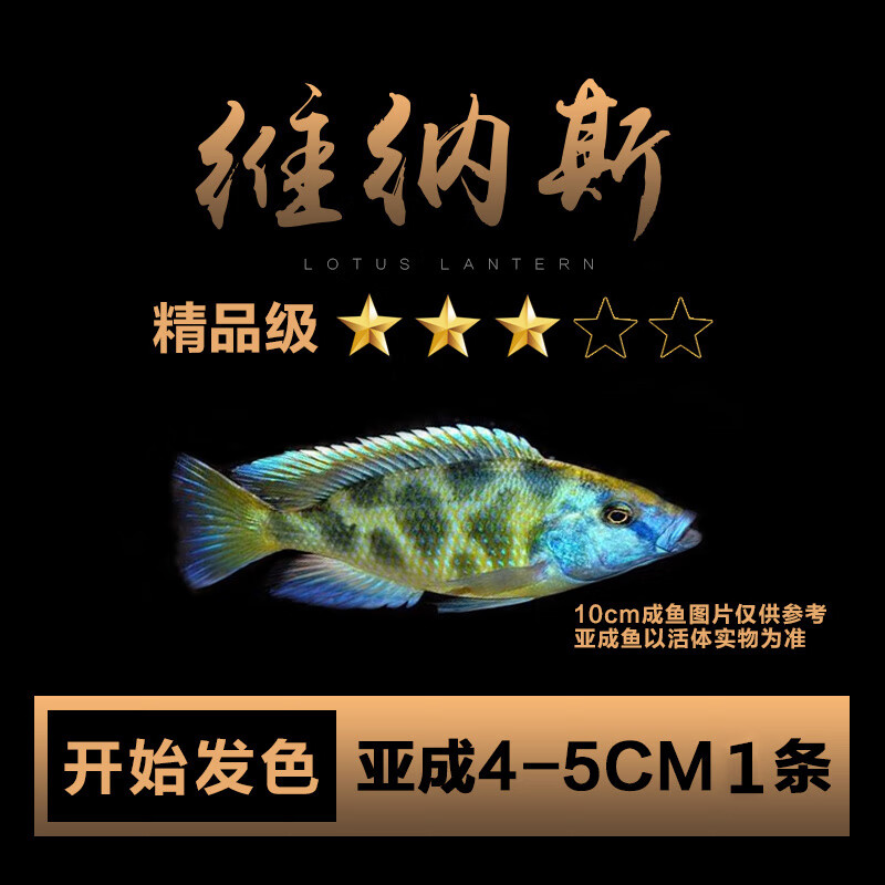 鱼活体马鲷科坦鲷非洲王子热带鱼套餐小型淡水观赏鱼 4