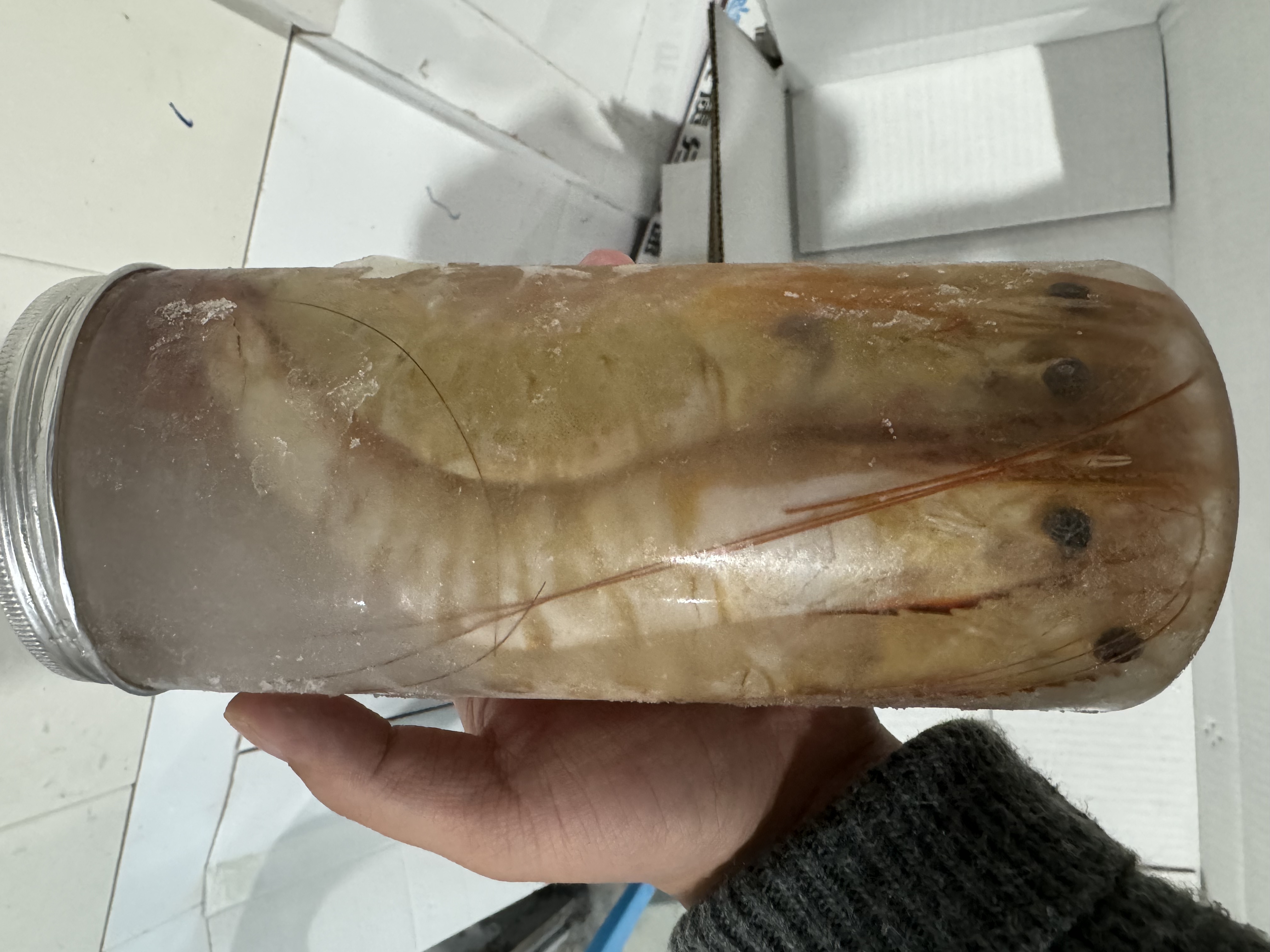 海捕特大號斑節(jié)蝦 活凍大花對蝦九節(jié)蝦竹節(jié)蝦鬼蝦生鮮海鮮蝦類 明蝦8-10只/斤船凍罐裝 1斤(凈重)  （非冷凍貨）