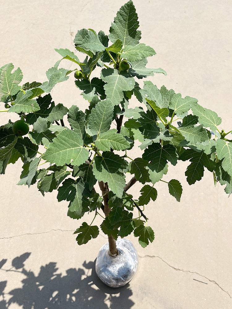 无花果树苗盆栽水果苗四季特大波姬红南北方阳台种植地栽当年结果 2