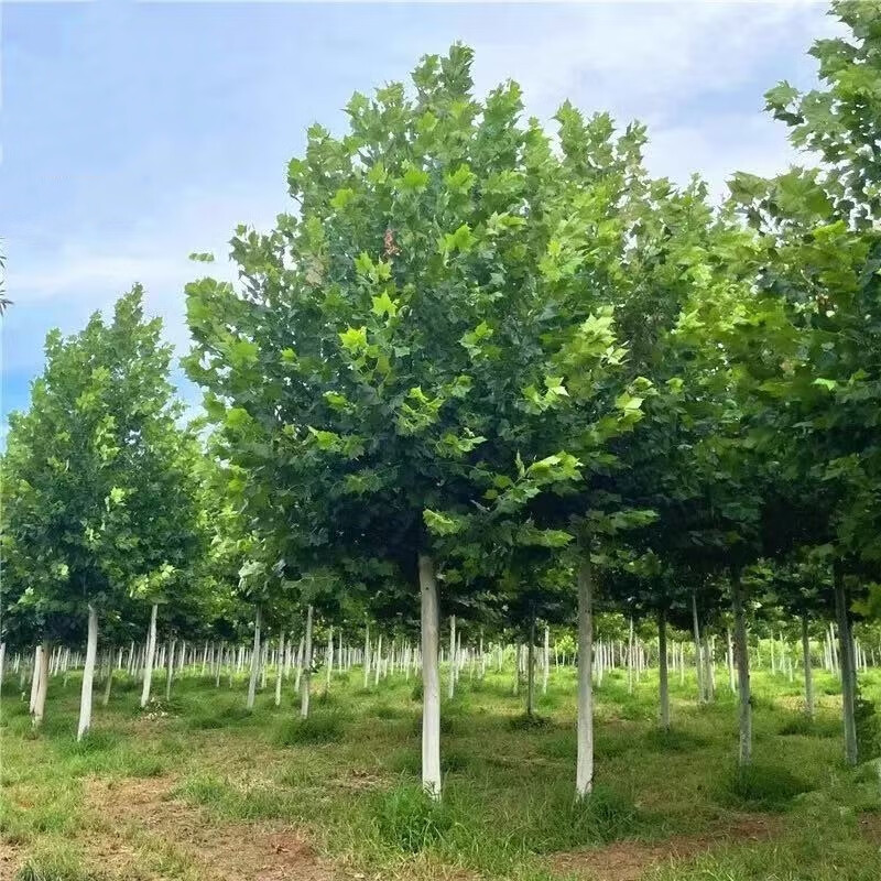 河北苗木基地直供：国槐、白蜡、法桐、樱花、海棠的选苗与供苗全攻略
