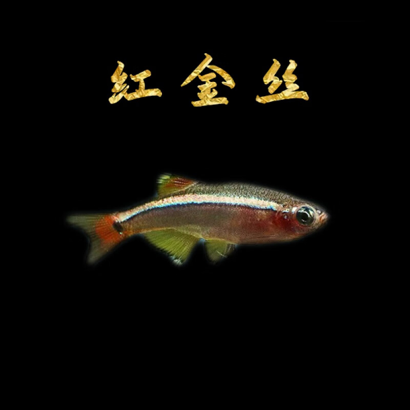钱隆宠(qlpets)白云金丝冷水鱼热带鱼斑马鱼好养不打氧原生鱼观赏鱼