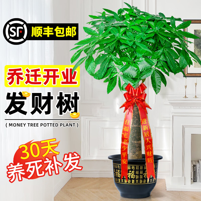 臨雅發(fā)財樹開業(yè)喬遷送禮綠植客廳大盆栽步步高招財樹辦公室大型綠植 發(fā)財樹1.4-1.5m+福字盆