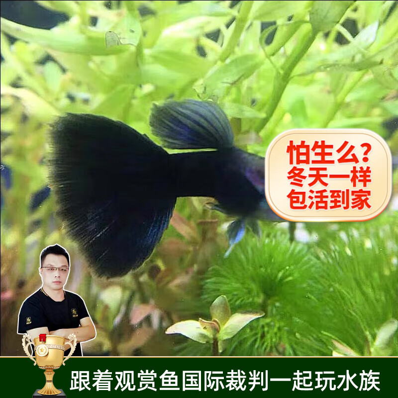 纯种孔雀鱼活体热带鱼观赏鱼活体小型凤尾鱼斗鱼观赏鱼活鱼 黑玫瑰2对