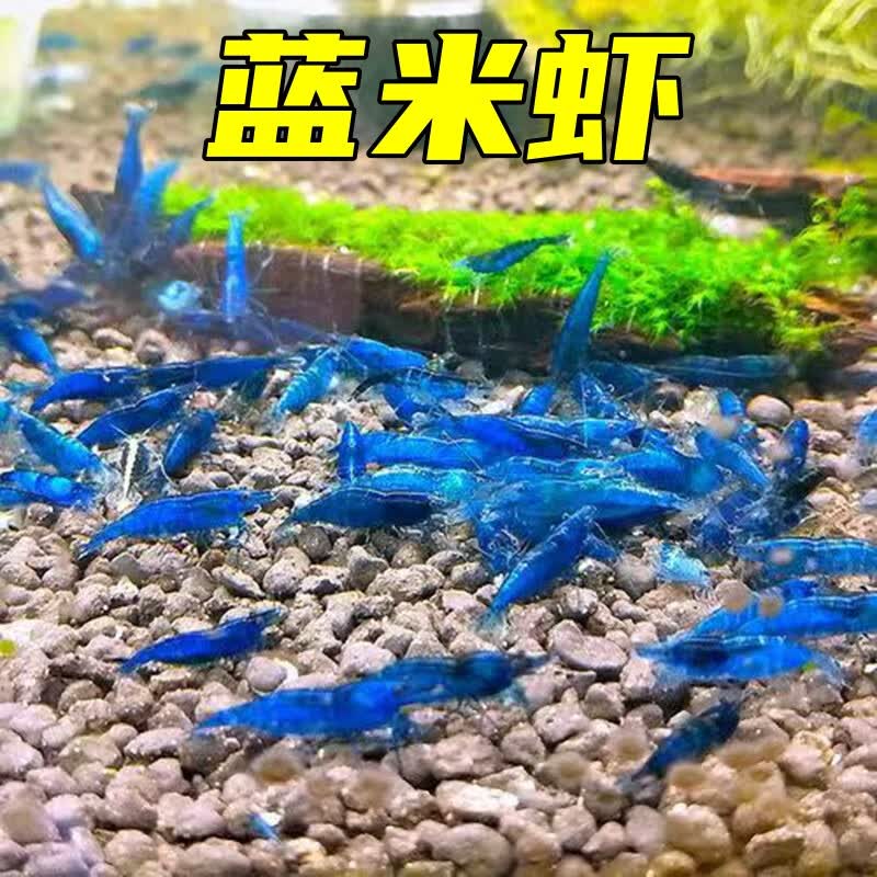 御趣七彩观赏虾淡水除藻虾极火虾蓝宝石虾金背黄金米虾宠物虾彩色小虾 【蓝米虾】7+3只抵损1-1.5cm 京东折扣/优惠券