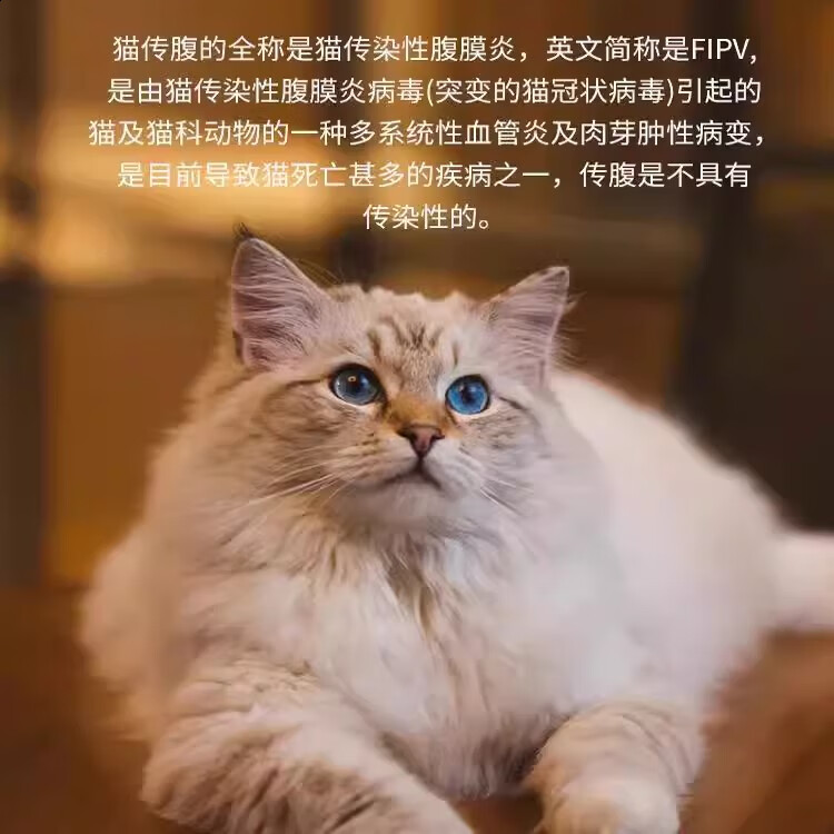 44I1猫腹传针剂水油剂干性湿性传腹针剂片剂大肚子腹水精神食欲差 【加强油剂】6ml/1瓶