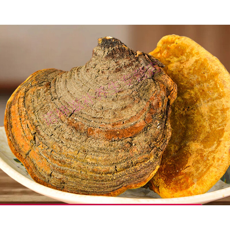 【西藏】正宗野生桑树桑黄整朵桑黄500g自治区灵芝一斤装