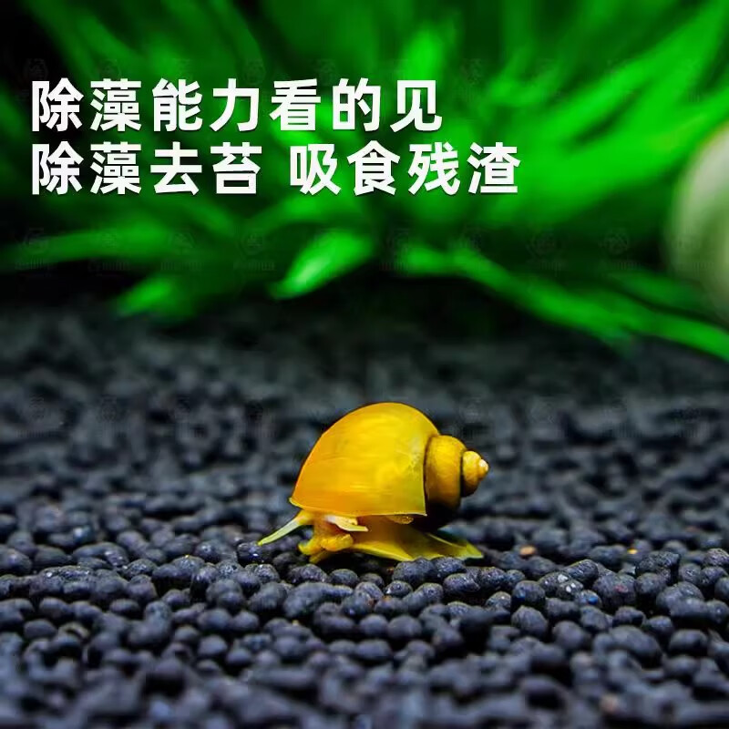 黄金蚬专吃鱼屎粪便鱼缸观赏清洁工具螺净化水质冷水观赏黄金河蚌 除藻黄金螺1.5-2.5厘米3颗送1颗