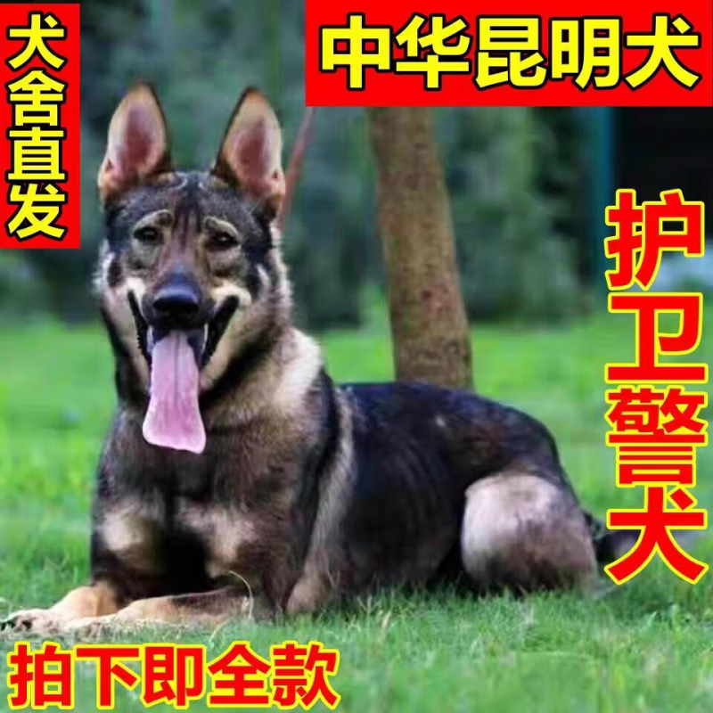 麦基乐昆明犬幼犬2-3个月狼青犬小狗宠物活物狗幼崽云南昆明犬 宠物级