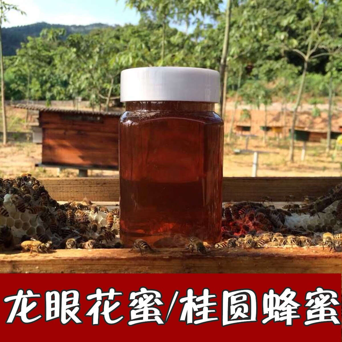 龍眼蜜桂圓蜂蜜 無加工濃縮 純正天然 農(nóng)家自產(chǎn)土蜂蜜 500克 原蜜 褐色