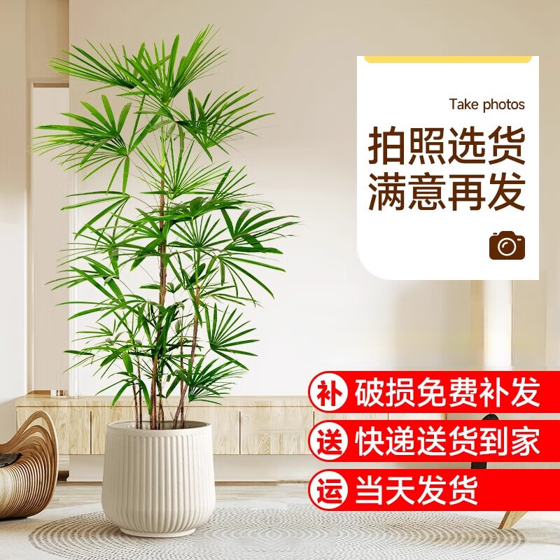 嘆為觀(guān)止 大型盆栽 單桿辮子發(fā)財樹(shù)天堂鳥(niǎo)綠蘿散尾葵辦公室內開(kāi)業(yè)喬遷禮品 棕竹1.3-1.5米【保齡球盆】 含盆