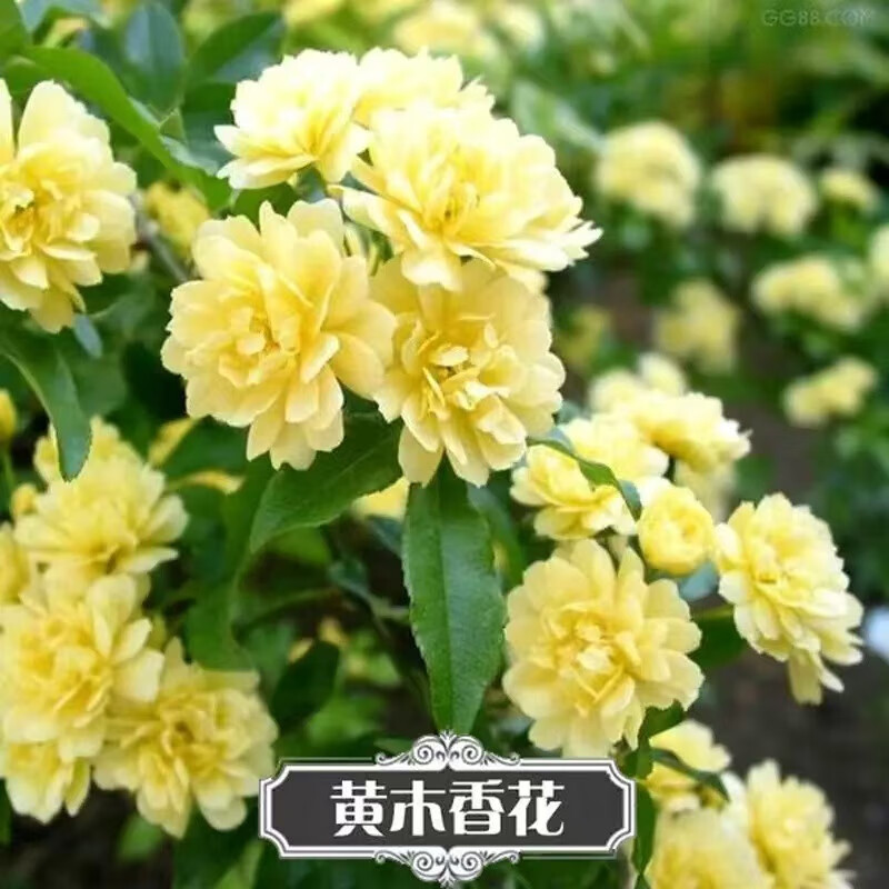 灌湘鸟红木香四季开花红花花苗爬藤植物浓香型特大苗白木香黄木香盆栽 黄木香 特大苗(高度1.5-1.8米)