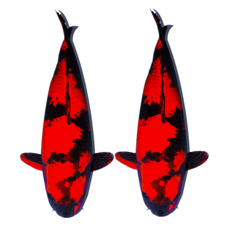 绯写锦鲤一条 12-14厘米