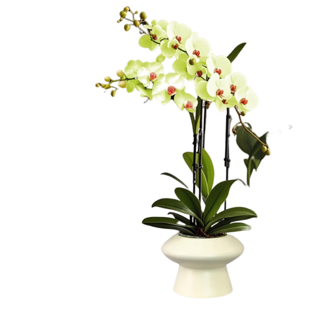 ����ʱ�䣨Reflower�����������Դ�����������ֲ�ʻ����ܿ����칫��װ�ΰڼ��ͳ���